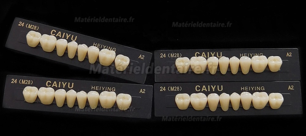 Prothèse dentaire en résine polymère synthétique acrylique Caiyu Heiying (Upper/Lower Back Teeth)
